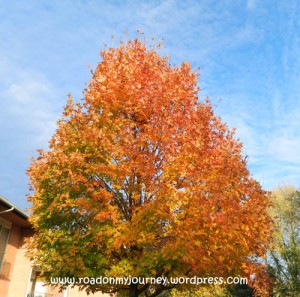 oak tree turning orange against a blue sky