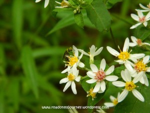 Small white flowers and bee