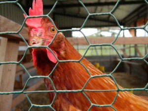 Red hen looking at camera through chicken wire